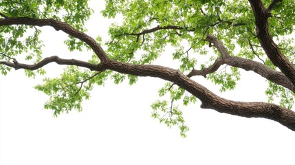 Fototapeta premium Lush tree branches against a white background