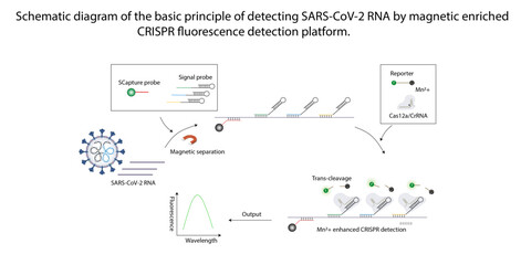 CRISPR SARS-CoV-2 detection