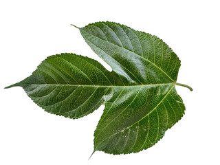 Fototapeta premium green leaf isolated on white background