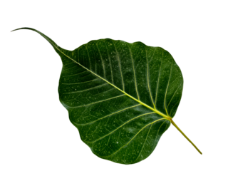 Vibrant Sacred Fig Green Leaf Isolated on Transparent PNG Background – Natural Botanical Detail for Eco Designs and Spiritual Concepts