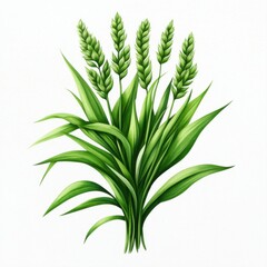Fototapeta premium Detailed Illustration of Green Wheat Plant with Ears and Leaves
