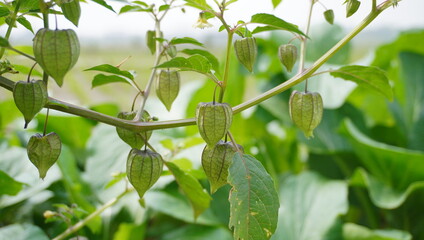 Physalis angulata Plant (Ceplukan)