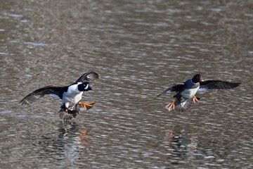 A pair of migratory Common Goldeneyes (Bucephala clangula) prepare to land on Reflections Lake, Alaska.