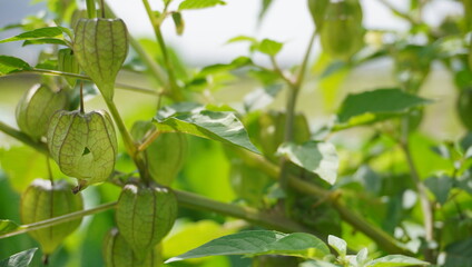 Physalis angulata Plant (Ceplukan)