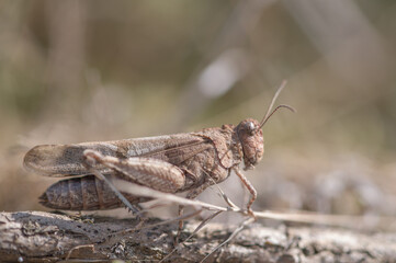 close-up of a grasshopper camouflaging itself on the ground