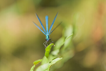 damselfly insect seen from the front with symmetrical wings