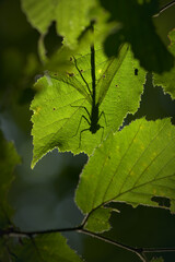 shadow of a damselfly on a leaf