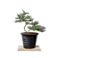 The Linh sam tree is blooming beautiful purple flowers with copy space on white background.