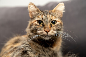 Domestic animal pet tabby cat potrait. Expressive eyes, fluffy fur. Cat Lover, Pet friendship, pet ownership, pets friendly and care concept. Calm and relaxed pet happy.
