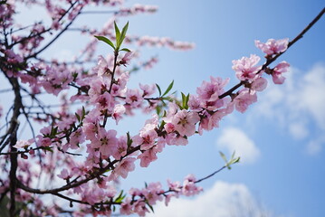 Beautiful Peach Blossoms in Springtime