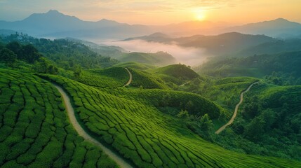 Lush tea plantations wind through rolling hills at sunrise
