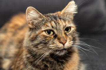 Domestic animal pet tabby cat potrait. Expressive eyes, fluffy fur. Cat Lover, Pet friendship, pet ownership, pets friendly and care concept. Calm and relaxed pet happy.