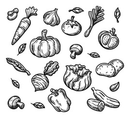 Hand draw vector illustration of Vegetables set food