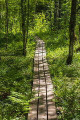 Obraz premium Hiking trail in the forest. Pedestrian path made of wood. Narrow path with wooden covering. Path among the trees. Traveling and hiking in forest areas. Ecological tourism and outdoor activities.