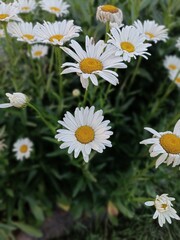 Fototapeta premium daisies in a garden