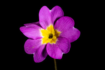 Obraz premium Primel