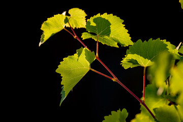 Weinblätter