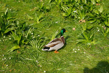 duck on the grass