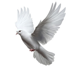 Obraz premium Beautiful white dove is soaring gracefully through air, showcasing its elegant wings and serene presence. This captures essence of peace and freedom on a transparent background