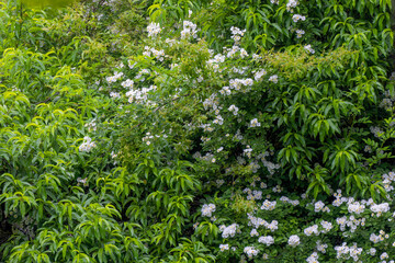 Wild Roses in the park. A bunch of beautiful flower in full bloom in a summer park.