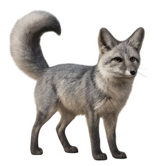 Fototapeta premium cat isolated on white