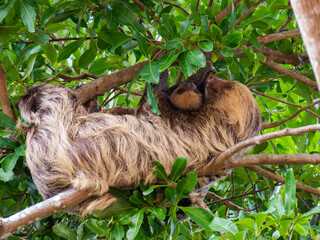 animal sloth on a tree © Marina