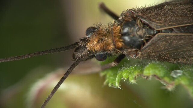 caddis  Trichoptera	