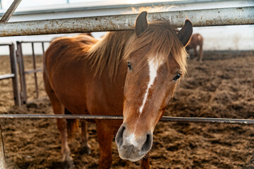 Portrait of a brown horse peeking out of a paddock