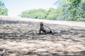 Fotografía de una iguana recostada sobre la arena, capturada en un entorno natural y cálido. El...