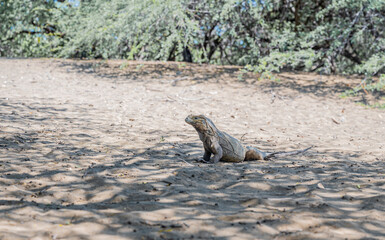 Fotografía de una iguana recostada sobre la arena, capturada en un entorno natural y cálido. El...