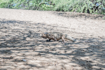 Fotografía de una iguana recostada sobre la arena, capturada en un entorno natural y cálido. El reptil muestra detalles en sus escamas y colores que se camuflan con el entorno arenoso