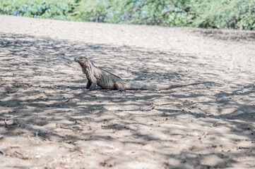 Fotografía de una iguana recostada sobre la arena, capturada en un entorno natural y cálido. El...