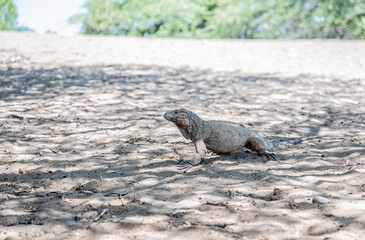 Fotografía de una iguana recostada sobre la arena, capturada en un entorno natural y cálido. El reptil muestra detalles en sus escamas y colores que se camuflan con el entorno arenoso