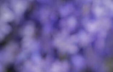 Background of Beautiful Purple Color
