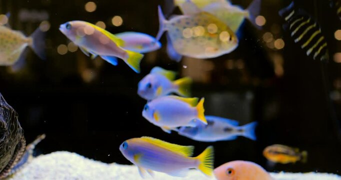 Vibrant electric yellow and blue cichlid fish, including mbuna species, gracefully swimming inside home aquarium tank against dark background, creating dynamic underwater composition