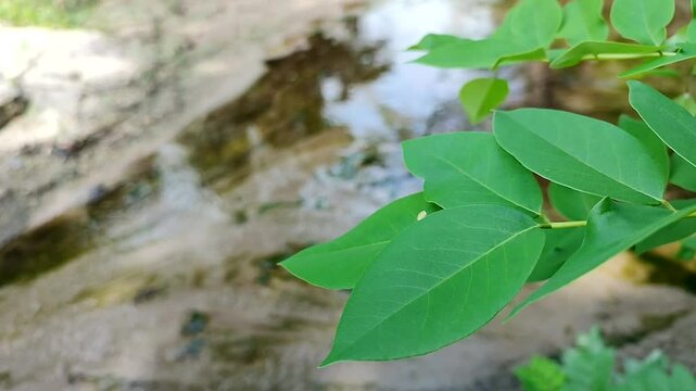 leaves on the edge of the lake. Leaves of the gamal tree (Gliricidia sepium) with a blurred background