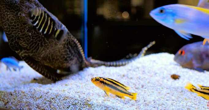 Colorful small tropical fish gracefully swimming near large striped raphael catfish resting on pristine white sandy aquarium bottom, revealing peaceful underwater ecosystem. Concept of aquarium fish