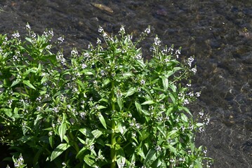 Water speedwell (Veronica anagallis) flowers. Plantaginaceae biennial plants. It grows on the banks of rivers and produces numerous whitish-purple flowers from April to September.