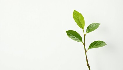 Obraz premium Single, delicate sapling against pure white backdrop , spring, seedling