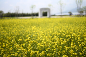 유채꽃밭