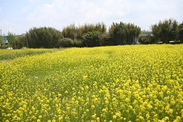 유채꽃밭