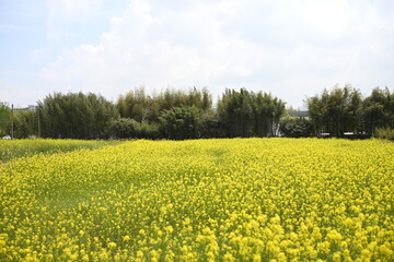 유채꽃밭