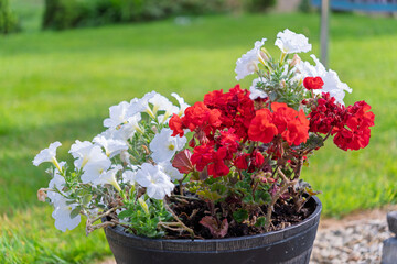 A black pot with white and red flowers in it