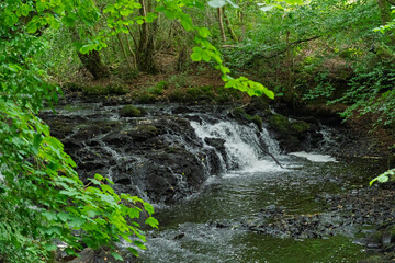 A stream of water flows through a forest