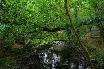 A forest with a stream running through it