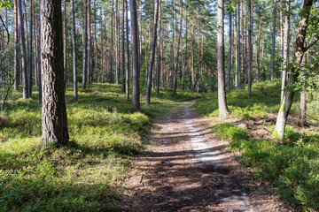 A path through a forest with trees on either side