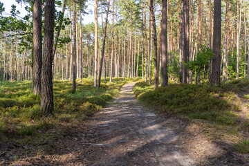 A path through a forest with trees on either side