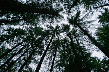 A forest with tall trees reaching up to the sky