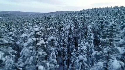 Aerial view of winter wonderland: snowy forest landscape for travel and nature enthusiasts. Video 4K