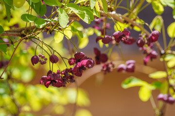 Close-up of purple Five-leaf Akebia (Akebia quinata) flowers blooming in spring